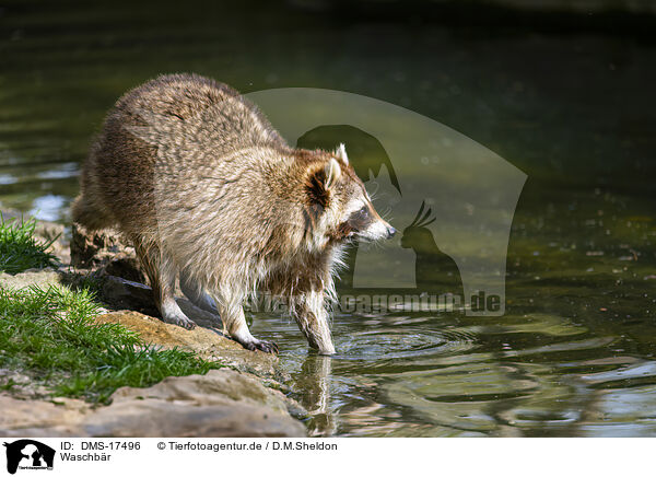 Waschb�r / raccoon / DMS-17496