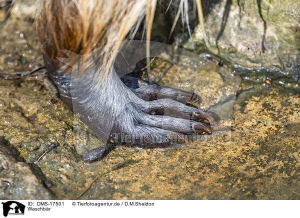 Waschb�r / raccoon / DMS-17501