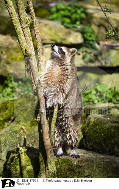 Waschb�r / raccoon / DMS-17504