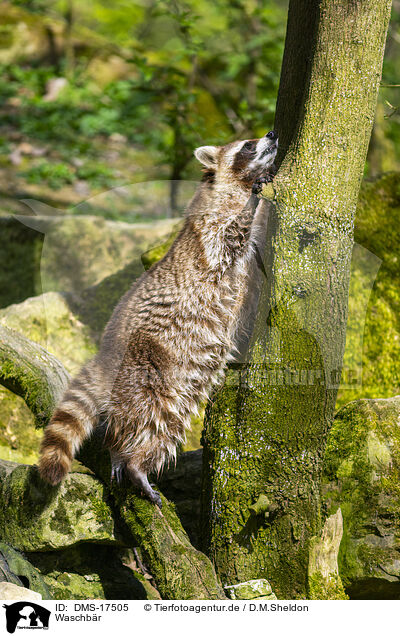 Waschb�r / raccoon / DMS-17505