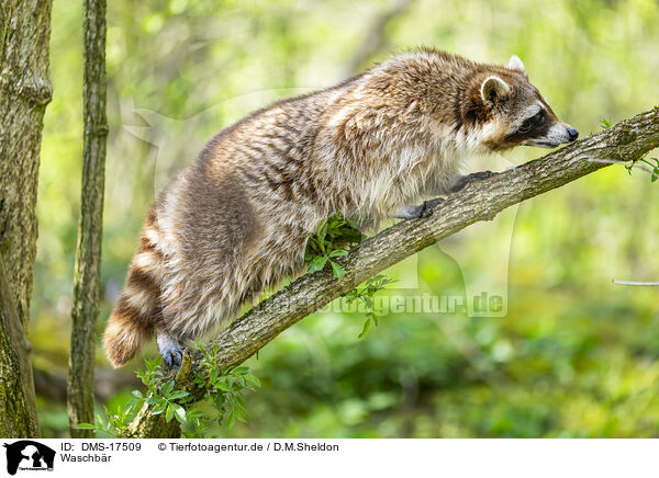 Waschb�r / raccoon / DMS-17509