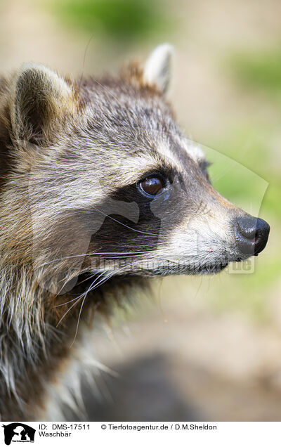 Waschb�r / raccoon / DMS-17511