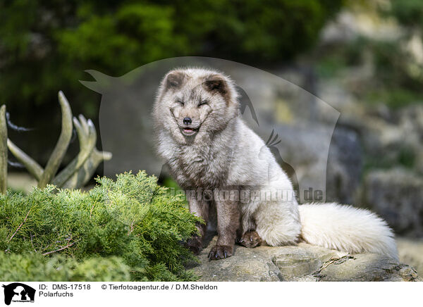 Polarfuchs / polar fox / DMS-17518