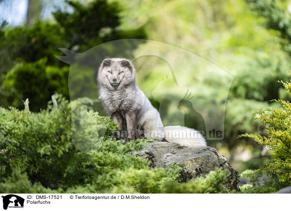 Polarfuchs / polar fox / DMS-17521