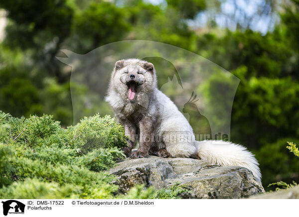 Polarfuchs / polar fox / DMS-17522