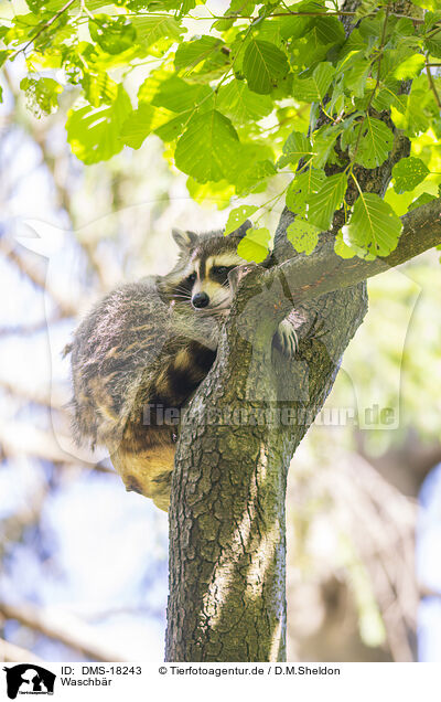 Waschb�r / raccoon / DMS-18243