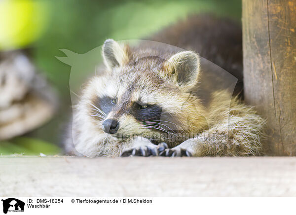 Waschb�r / raccoon / DMS-18254