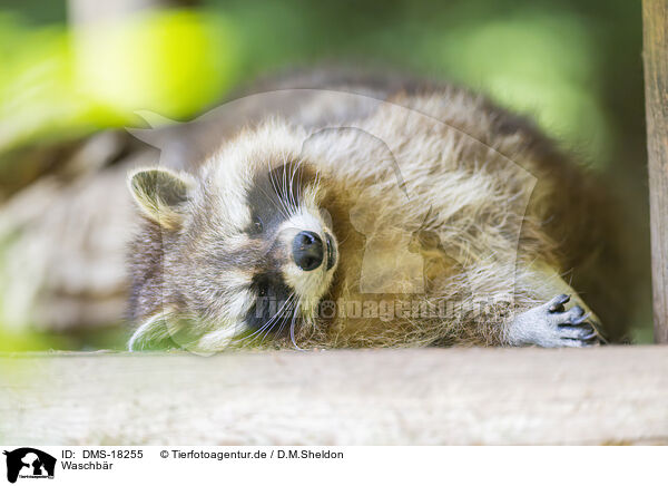 Waschb�r / raccoon / DMS-18255