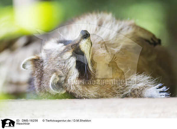 Waschb�r / raccoon / DMS-18256