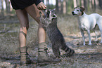 Waschbr und Hund