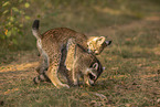 Waschbr und Luchs
