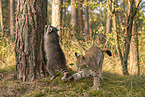 Waschbr und Luchs