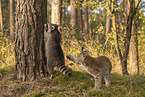 Waschbr und Luchs