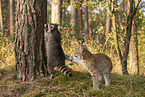 Waschbr und Luchs