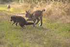 Waschbr und Luchs