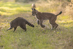Waschbr und Luchs