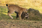 Waschbr und Luchs