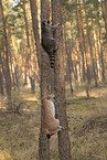 Waschbr und Luchs