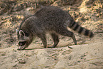 Waschbr