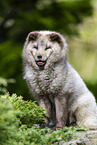 Polarfuchs