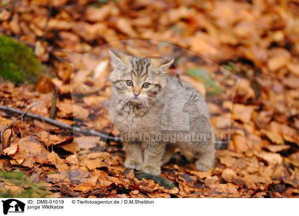 junge Wildkatze / young wildcat / DMS-01018