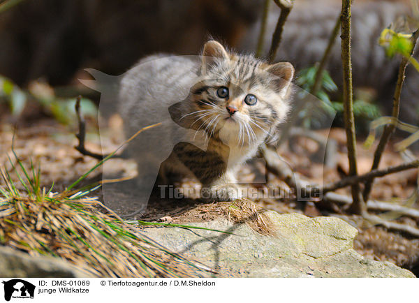 junge Wildkatze / young wildcat / DMS-01069