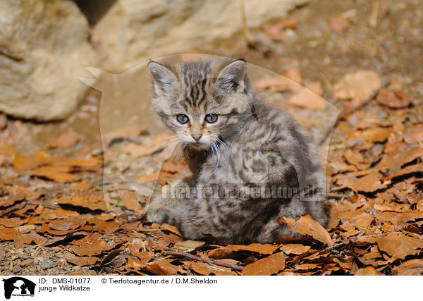 junge Wildkatze / DMS-01077