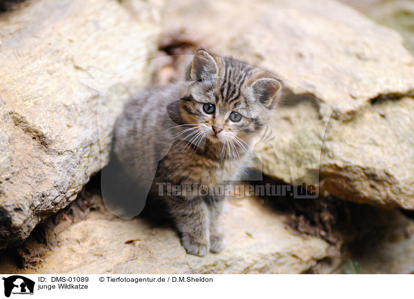 junge Wildkatze / young wildcat / DMS-01089