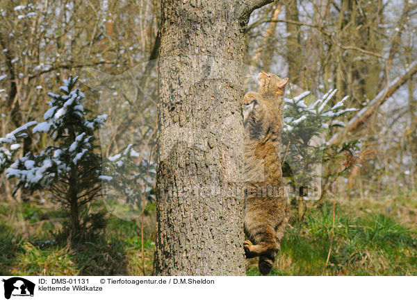 kletternde Wildkatze / DMS-01131