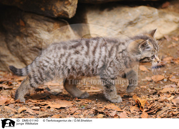 junge Wildkatze / young wildcat / DMS-01140