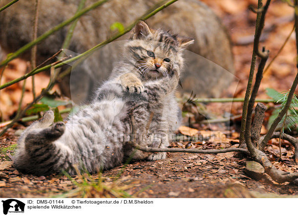 spielende Wildktzchen / playing kitty / DMS-01144