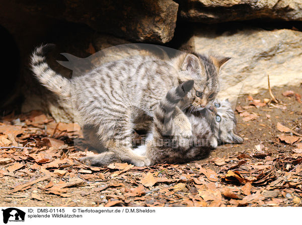 spielende Wildktzchen / playing kitty / DMS-01145