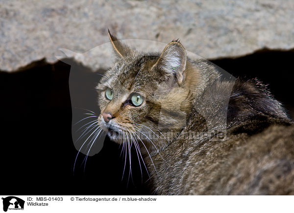 Wildkatze / MBS-01403