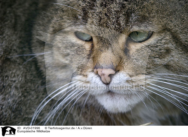 Europische Wildkatze / wildcat / AVD-01996