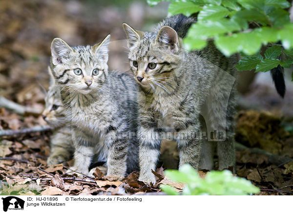 junge Wildkatzen / HJ-01896