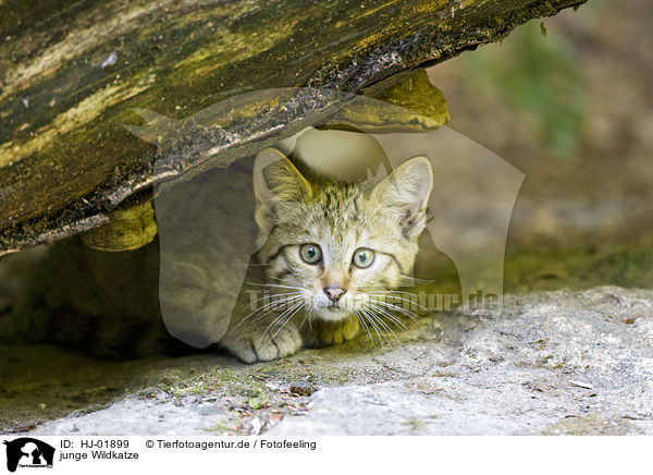 junge Wildkatze / HJ-01899