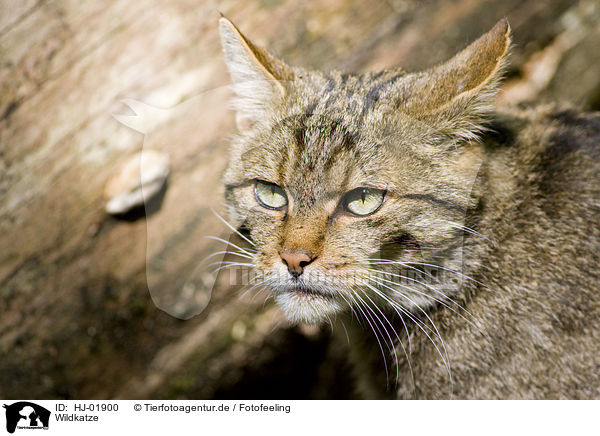 Wildkatze / wildcat / HJ-01900