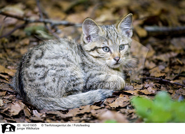 junge Wildkatze / HJ-01905