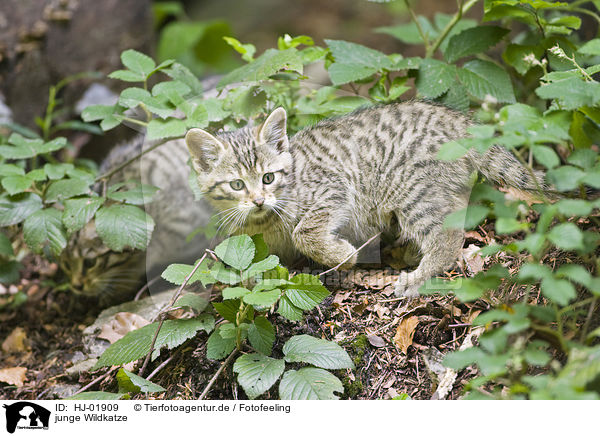 junge Wildkatze / young wildcat / HJ-01909