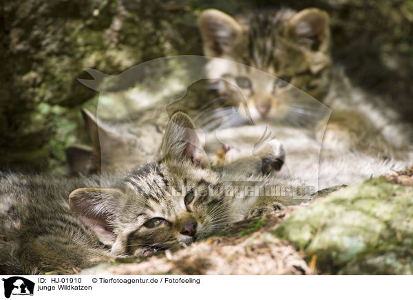 junge Wildkatzen / young wildcats / HJ-01910