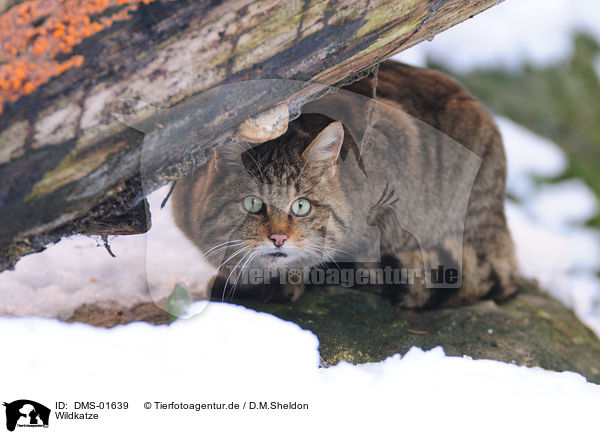 Wildkatze / DMS-01639