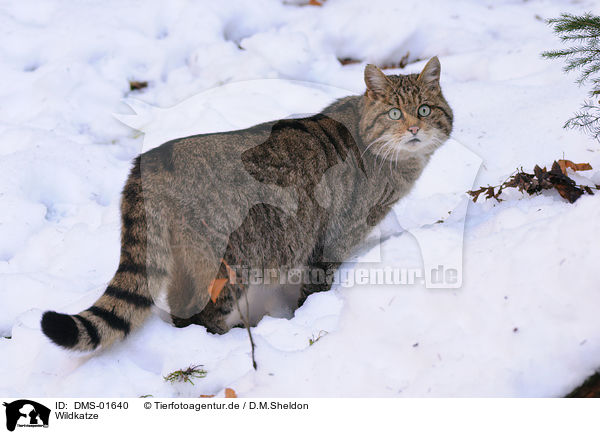 Wildkatze / DMS-01640