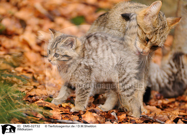 Wildkatzen / wildcats / DMS-02732