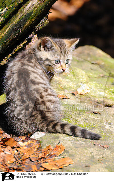 junge Wildkatze / young wildcat / DMS-02737