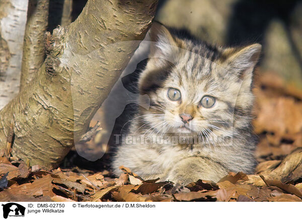 junge Wildkatze / DMS-02750