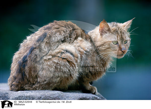 Wildkatze / wildcat / MAZ-02648