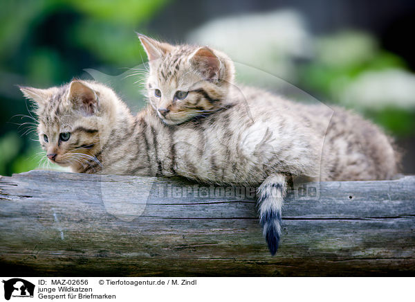 junge Wildkatzen / MAZ-02656