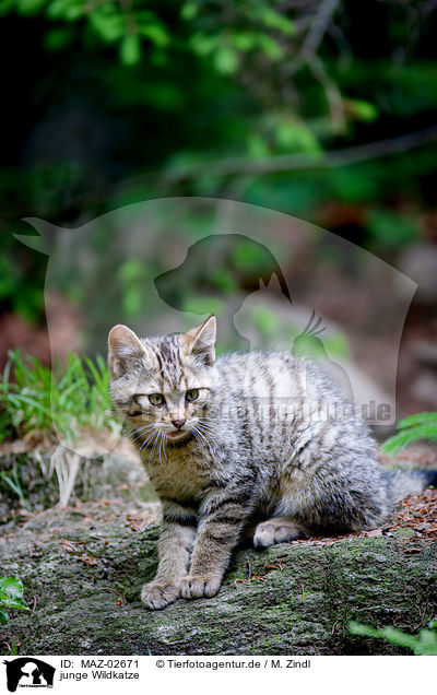 junge Wildkatze / MAZ-02671
