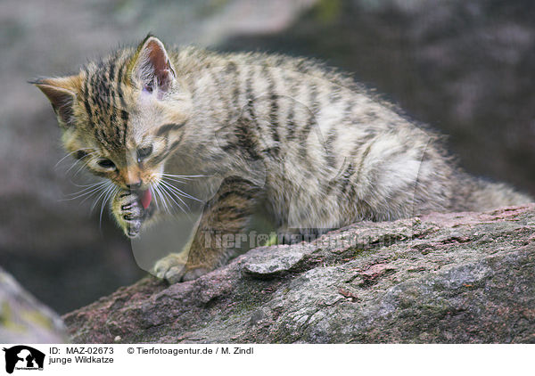 junge Wildkatze / MAZ-02673