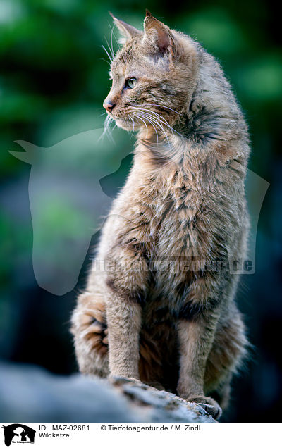 Wildkatze / wildcat / MAZ-02681